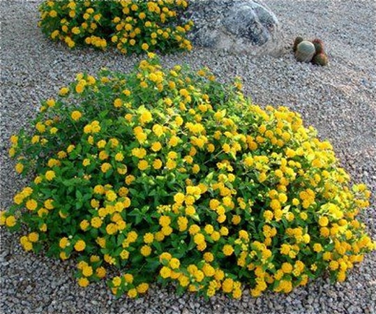New Gold Hardy Lantana