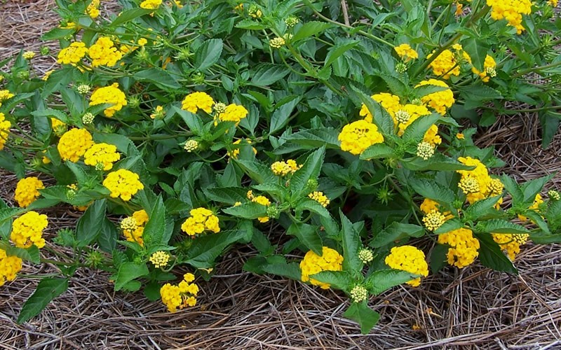 New Gold Hardy Lantana