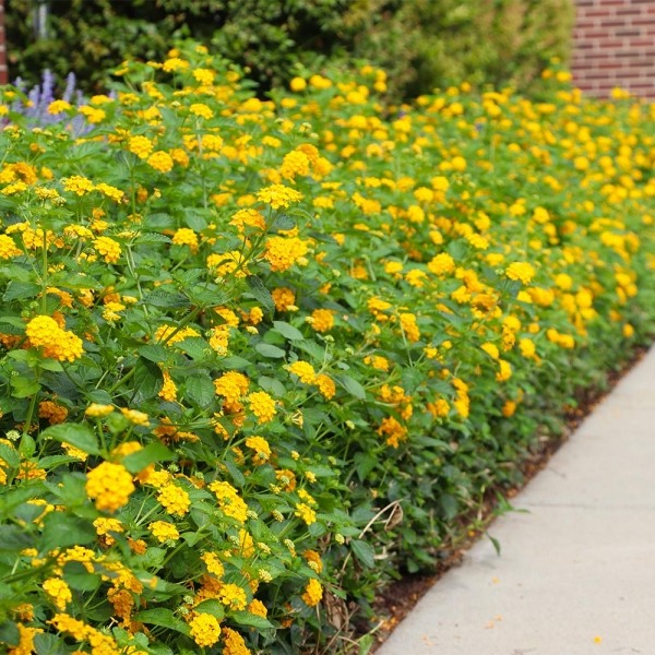 New Gold Hardy Lantana