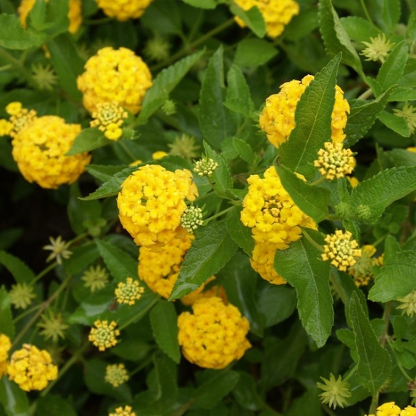 New Gold Hardy Lantana