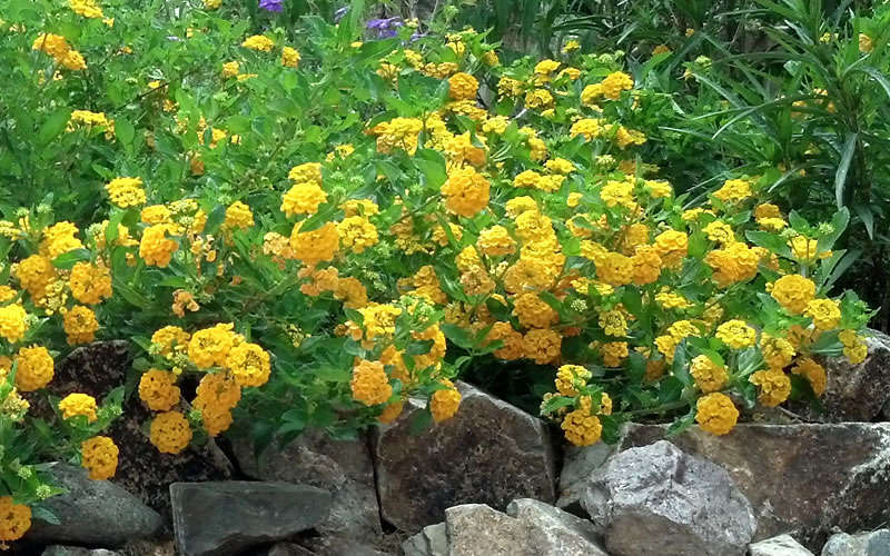 New Gold Hardy Lantana