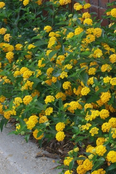 New Gold Hardy Lantana