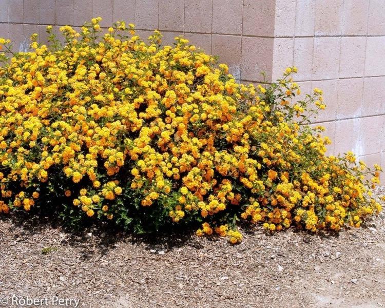 New Gold Hardy Lantana