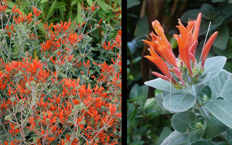 Uruguayan Firecracker Hummingbird Plant