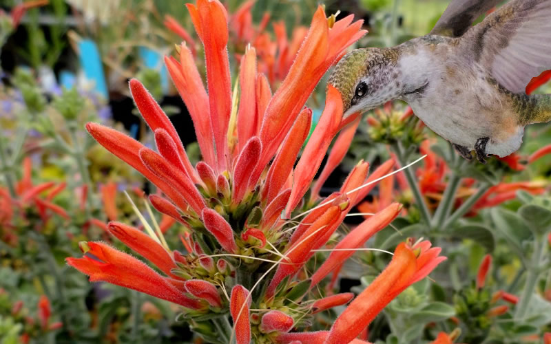 Uruguayan Firecracker Hummingbird Plant
