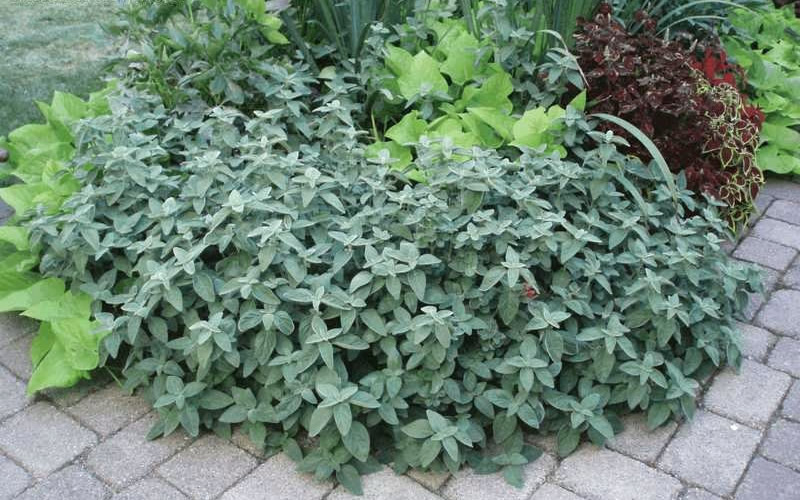 Uruguayan Firecracker Hummingbird Plant