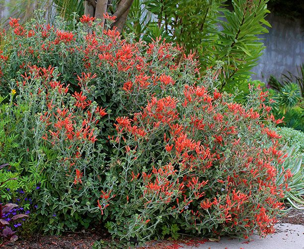 Uruguayan Firecracker Hummingbird Plant