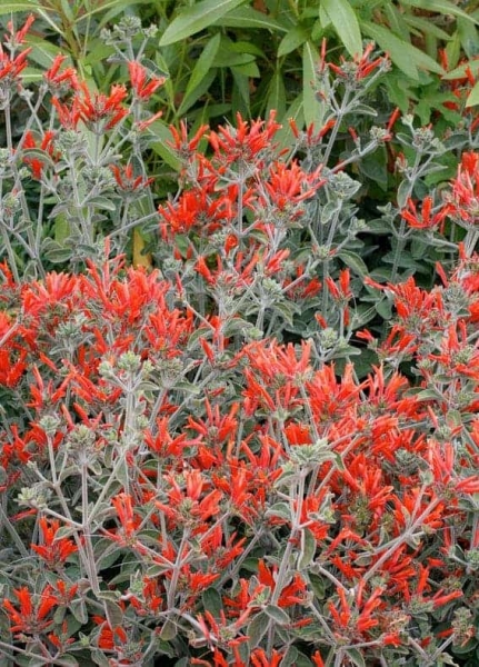Uruguayan Firecracker Hummingbird Plant