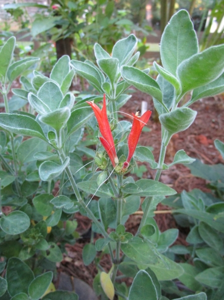 Uruguayan Firecracker Hummingbird Plant