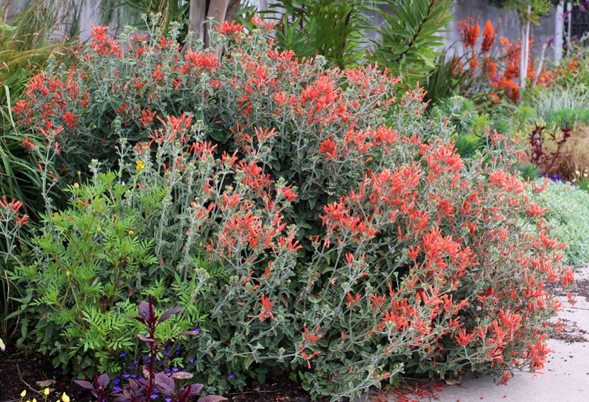Uruguayan Firecracker Hummingbird Plant