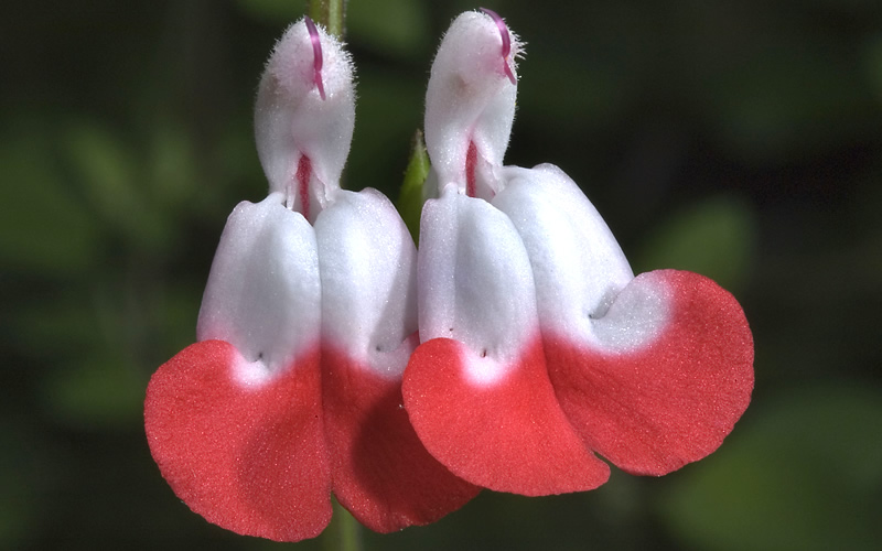 Hot Lips Sage