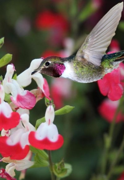 Hot Lips Sage