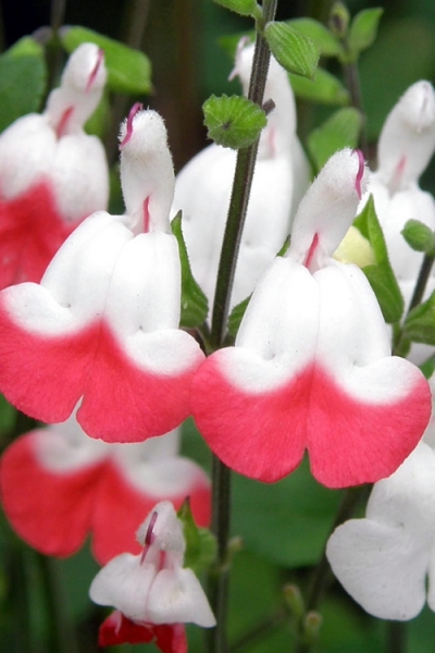Hot Lips Sage