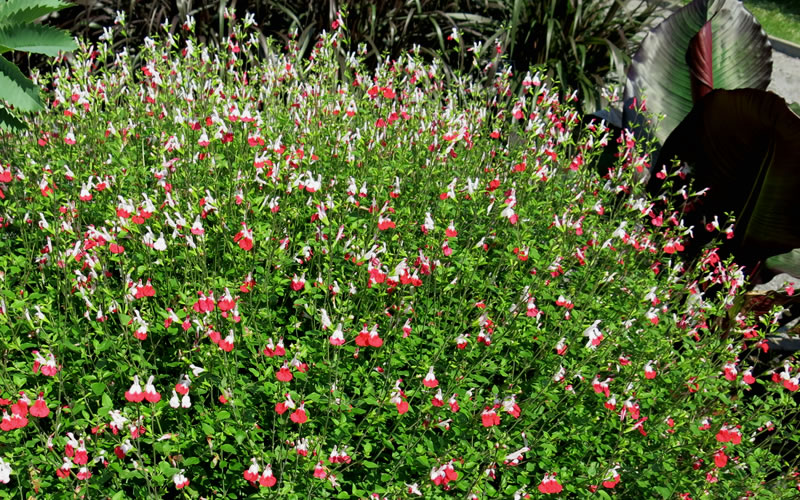 Hot Lips Sage
