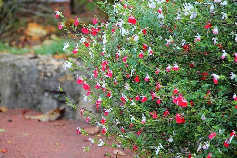 Hot Lips Sage