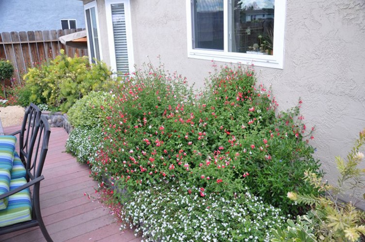 Hot Lips Sage