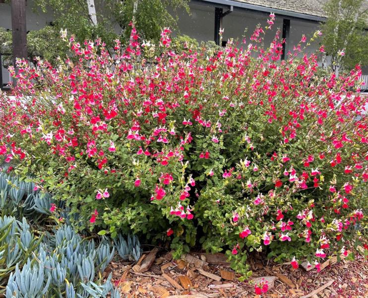 Hot Lips Sage