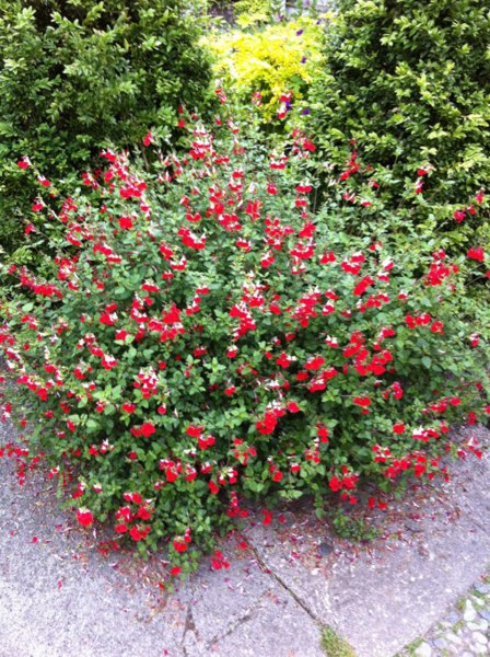 Hot Lips Sage
