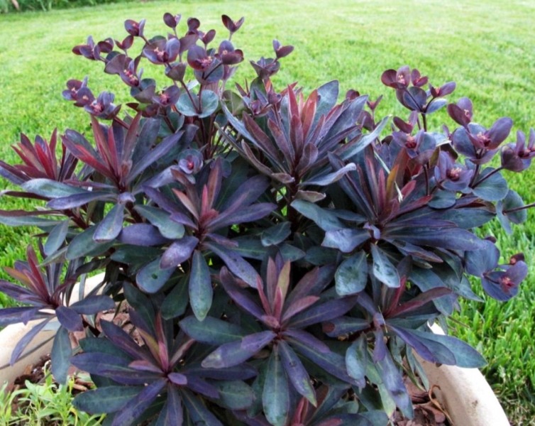 Euphorbia Blackbird
