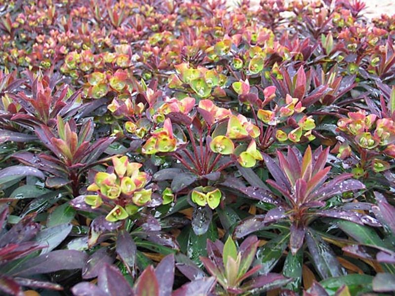 Euphorbia Blackbird