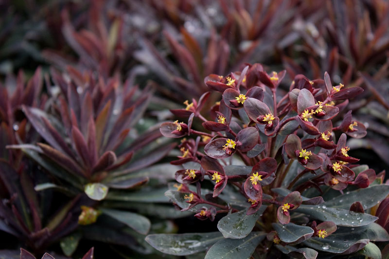 Euphorbia Blackbird