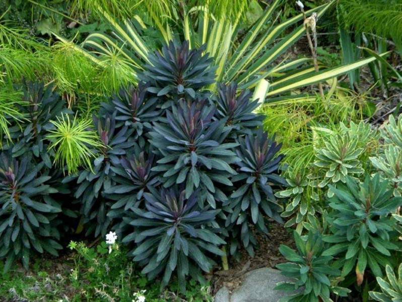 Euphorbia Blackbird