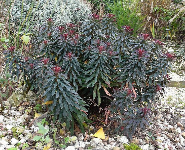 Euphorbia Blackbird