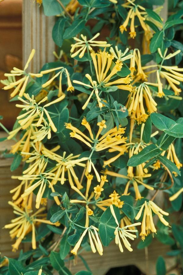 John Clayton Yellow Honeysuckle Vine