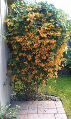 John Clayton Yellow Honeysuckle Vine