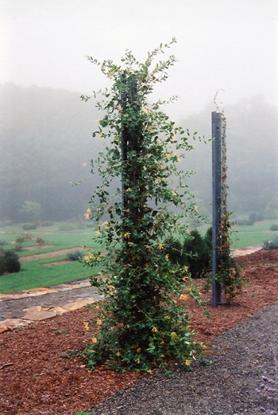 John Clayton Yellow Honeysuckle Vine