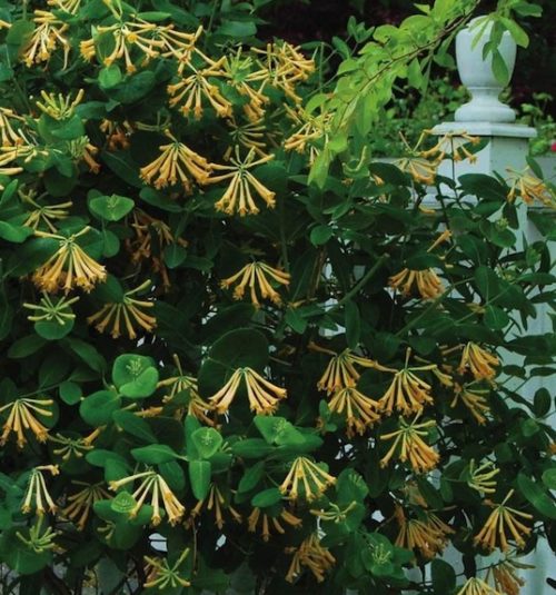 John Clayton Yellow Honeysuckle Vine