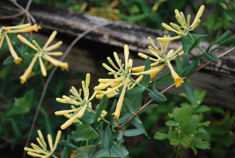 John Clayton Yellow Honeysuckle Vine