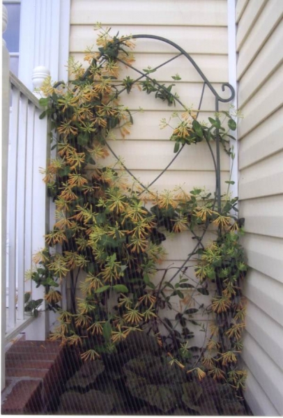 John Clayton Yellow Honeysuckle Vine