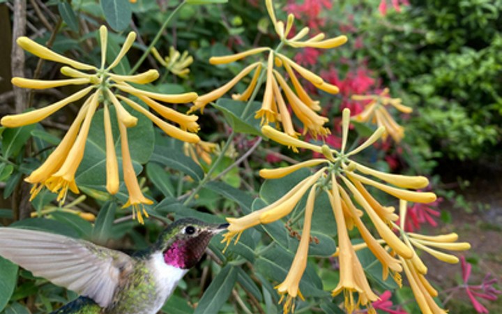John Clayton Yellow Honeysuckle Vine