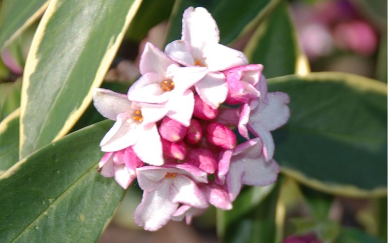 Growing The Variegated Pink Winter Daphne Daphne Odora Aureo Marginata