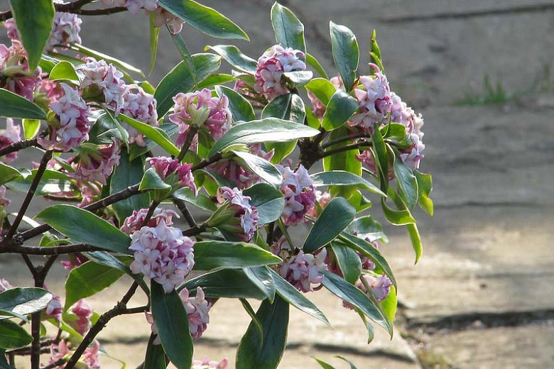 Growing The Variegated Pink Winter Daphne Daphne Odora Aureo Marginata