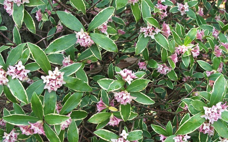 Variegated Pink Winter Daphne