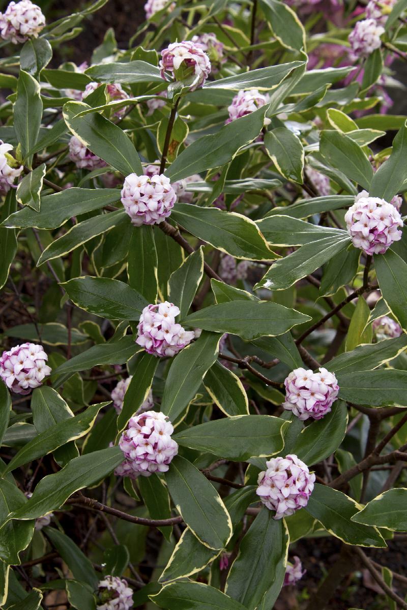 Variegated Pink Winter Daphne