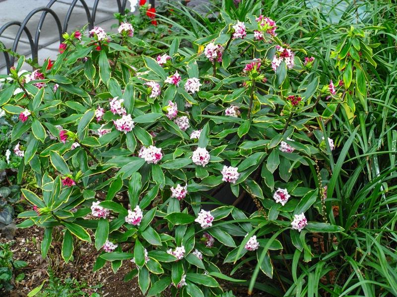 Variegated Pink Winter Daphne