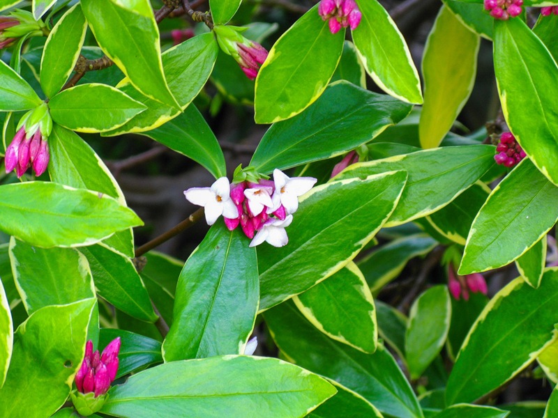 Growing The Variegated Pink Winter Daphne Daphne Odora Aureo Marginata