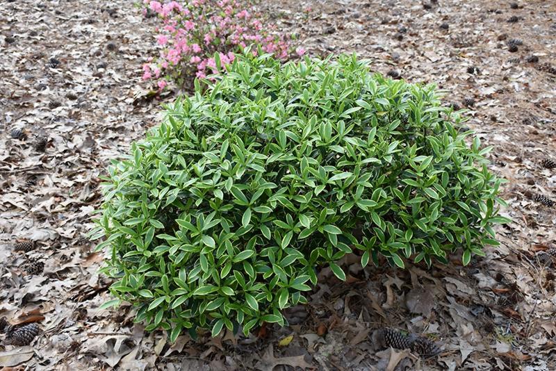 Variegated Pink Winter Daphne