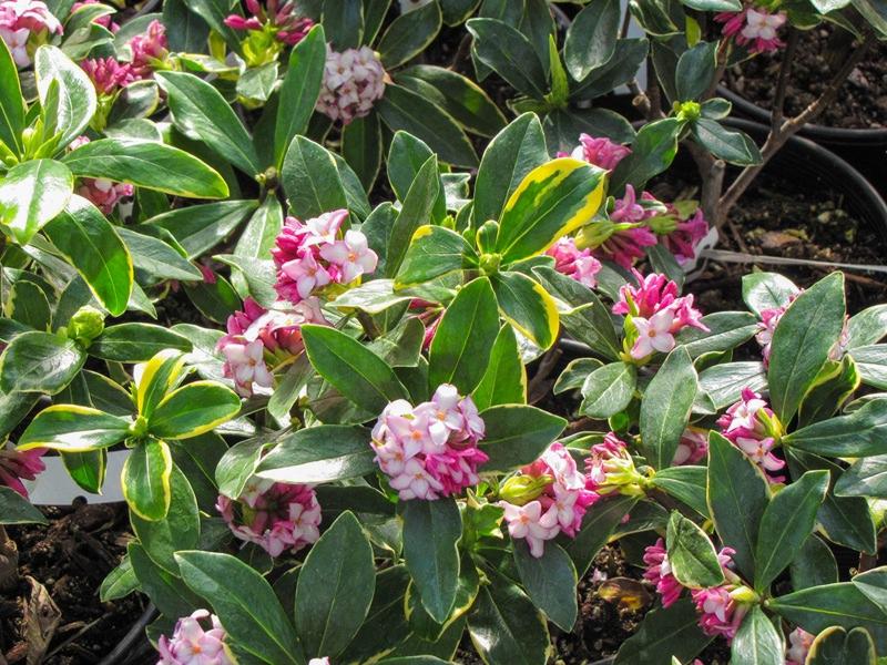 Variegated Pink Winter Daphne