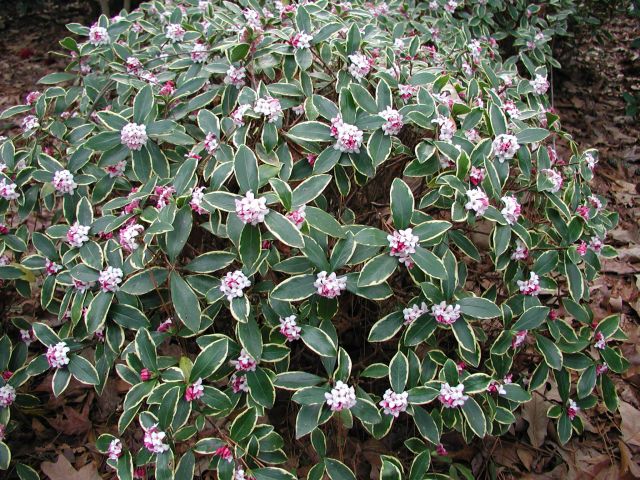 Variegated Pink Winter Daphne