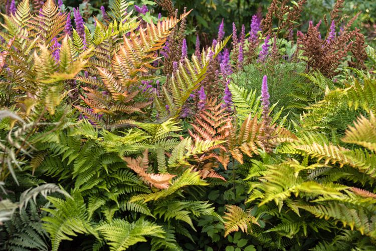 Autumn Fern