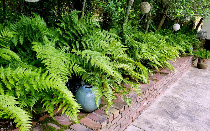Autumn Fern
