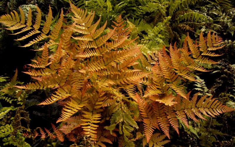 Autumn Fern