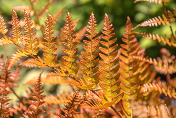 Autumn Fern