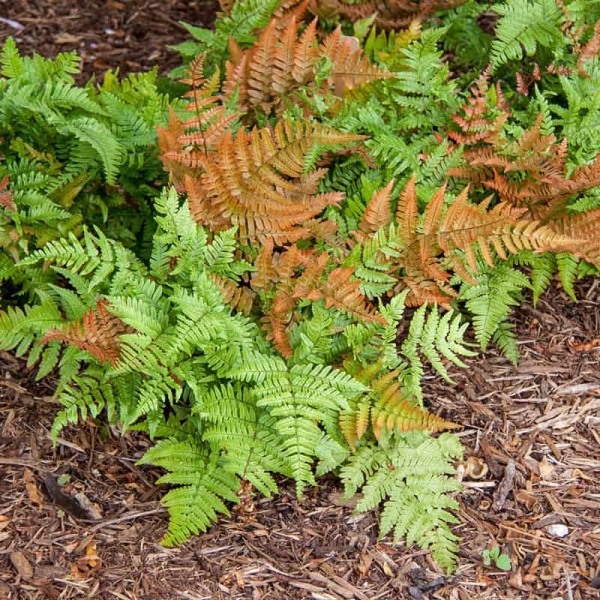 Autumn Fern