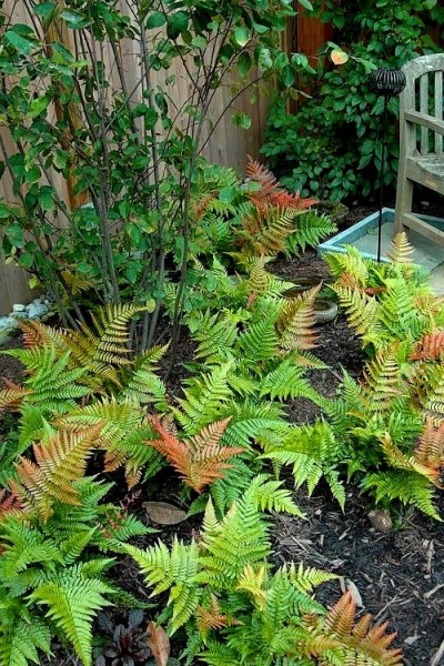 Autumn Fern