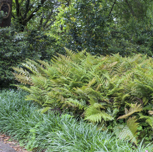 Autumn Fern